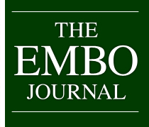 The EMBO Journal